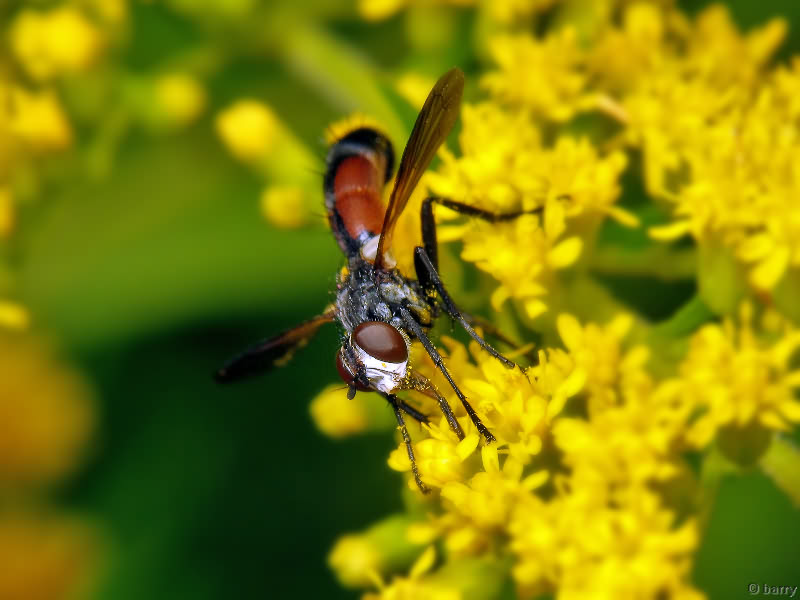 Cylindromyia auriceps